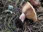 Vöröstejű rizike (Lactarius sanguifluus), Budai-hegység